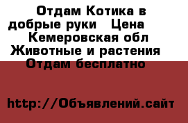 Отдам Котика в добрые руки › Цена ­ 1 - Кемеровская обл. Животные и растения » Отдам бесплатно   